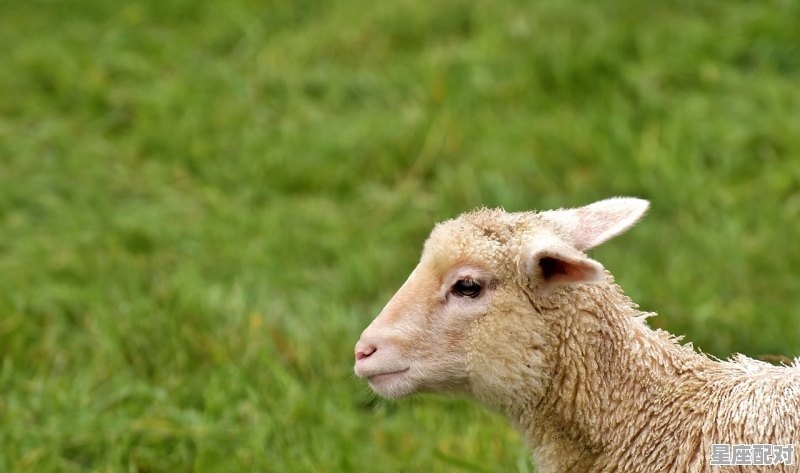 顺手牵羊的动物，金钱在手跟我走是什么生肖 - 星座运势
