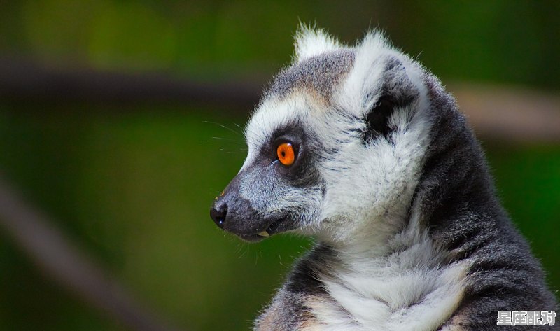 92年属猴2022年多大,92年猴今日运势 - 星座运势