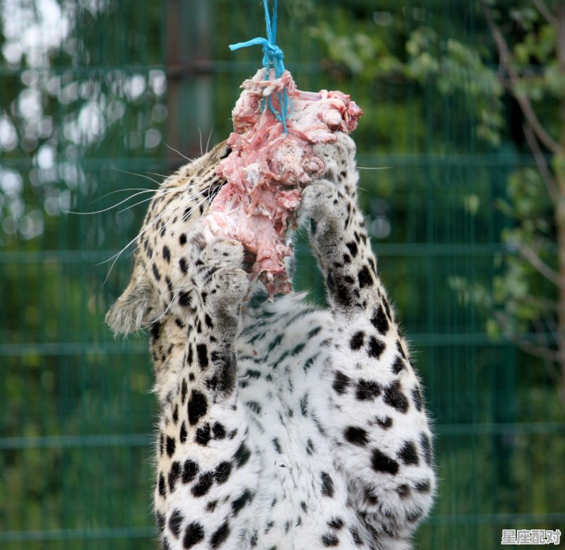 属虎收到红包110、36什么意思_九点和一十点出生的是一个时辰吗 属虎收到红包110、36什么意思_九点和一十点出生的是一个时辰吗 - 星座运势