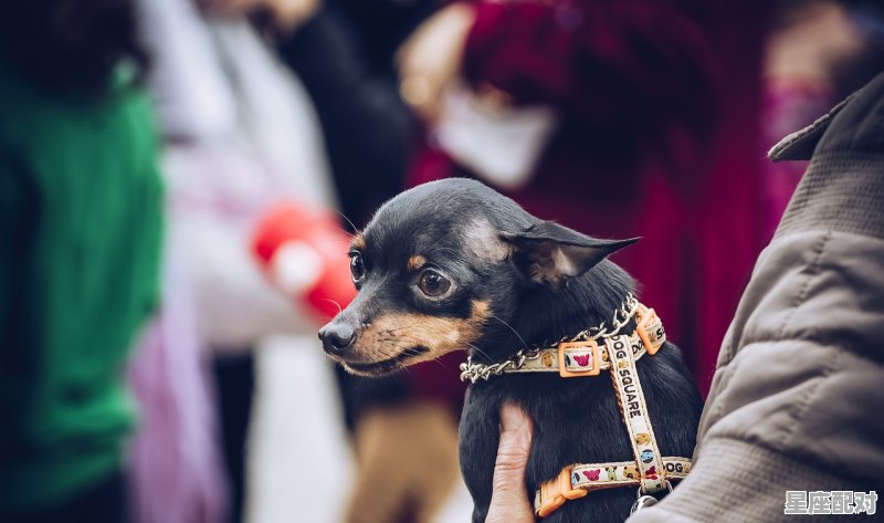 兄弟情深是什么动物,有烟有酒兄弟情是什么生肖 兄弟情深是什么动物,有烟有酒兄弟情是什么生肖 - 星座运势