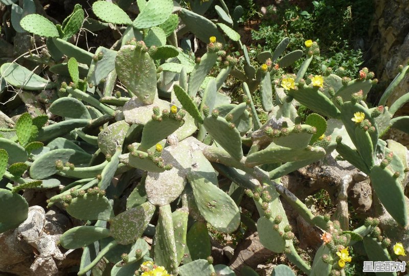 三门峡葡萄品种,做梦梦到好多葡萄 三门峡葡萄品种,做梦梦到好多葡萄 - 星座运势