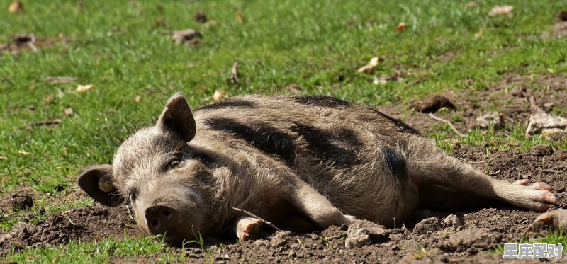 95年属猪的吗_猪的吉祥物是什么 - 星座运势