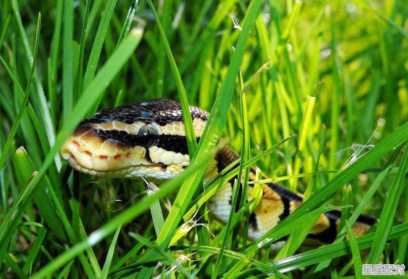 蛇为什么会追女人,女人梦到被蛇追 蛇为什么会追女人,女人梦到被蛇追 - 星座运势