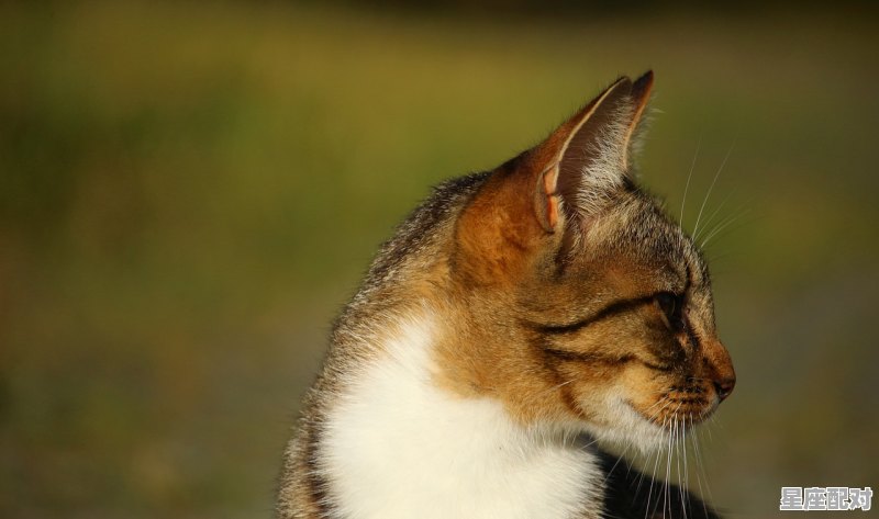 光辉灿烂猜一种动物，买尽善尽美是什么生肖 - 星座运势