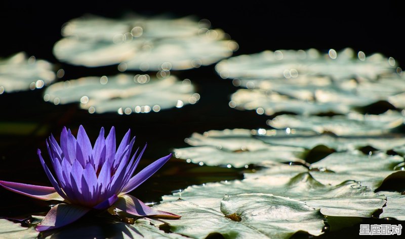 龙生九子是属什么的,一龙一什么填十二生肖 - 星座运势