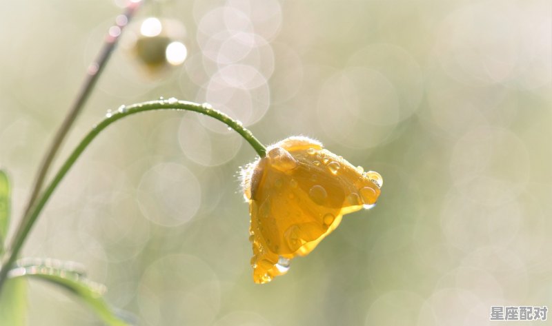 不擅长社交的摩羯座怎么培养,什么星座不健谈 - 星座运势