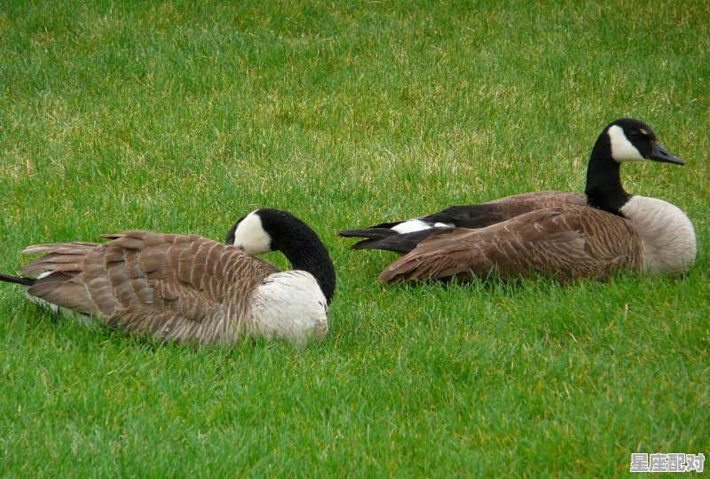 一加一等于几,梦到一大群羊 - 星座运势