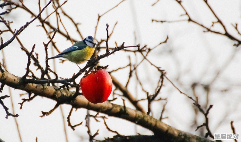 属鸡一生三个贵人,属鸡人今日运势明天 - 星座运势