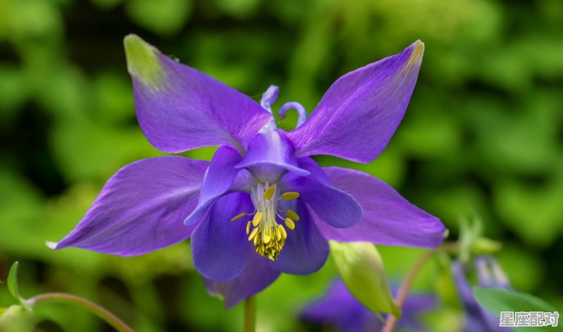 水瓶座最佳伴侣星座_12星座当中都有什么星座 水瓶座最佳伴侣星座_12星座当中都有什么星座 - 星座运势