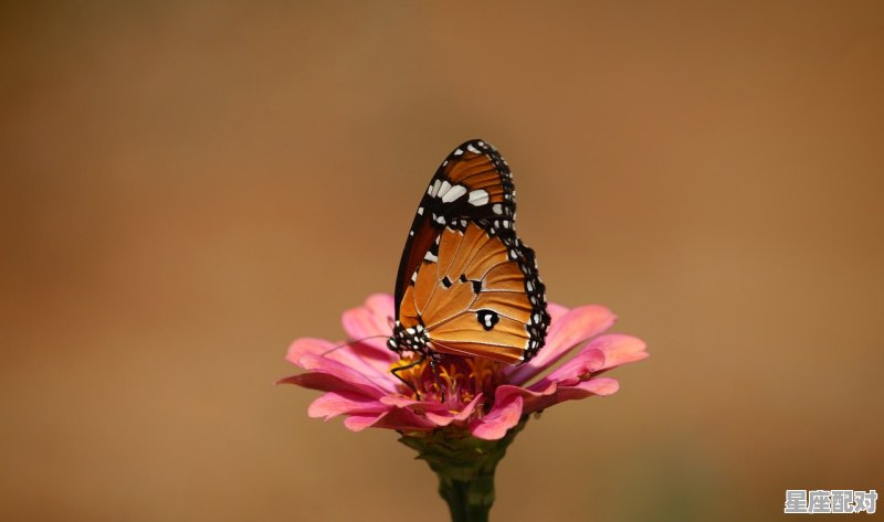 冬月的兔子怎么样,今日属兔运势方位 - 星座运势