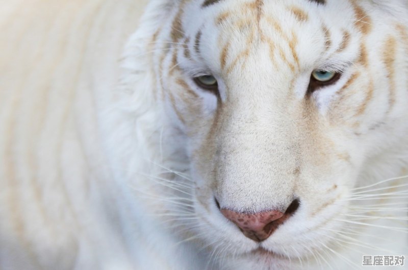 男孩属猴七月十五早七点五十五好不好，属猴今日运势男生 - 星座运势