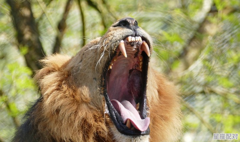 刚出生婴儿比喻什么动物_血性男儿,猜一个动物是什么 刚出生婴儿比喻什么动物_血性男儿,猜一个动物是什么 - 星座运势