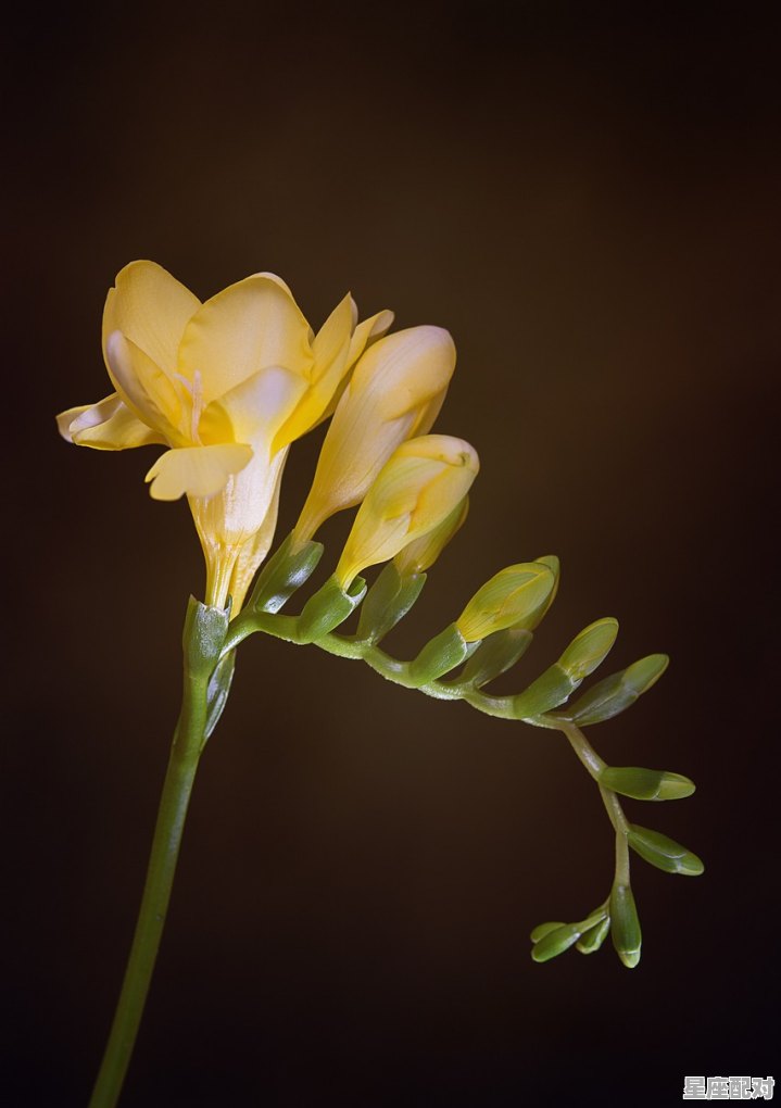 41周岁属什么的，一字万金是什么生肖 - 星座运势