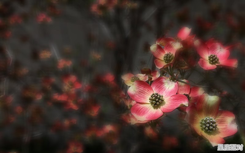 巨蟹座有什么特点与性格,巨蟹座属于什么座性格 - 星座运势