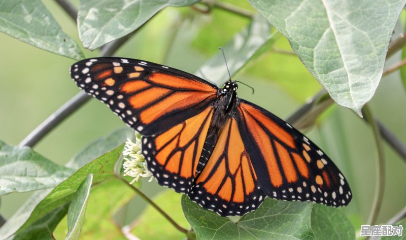 53年的多大了，老年属蛇今日运势 - 星座运势