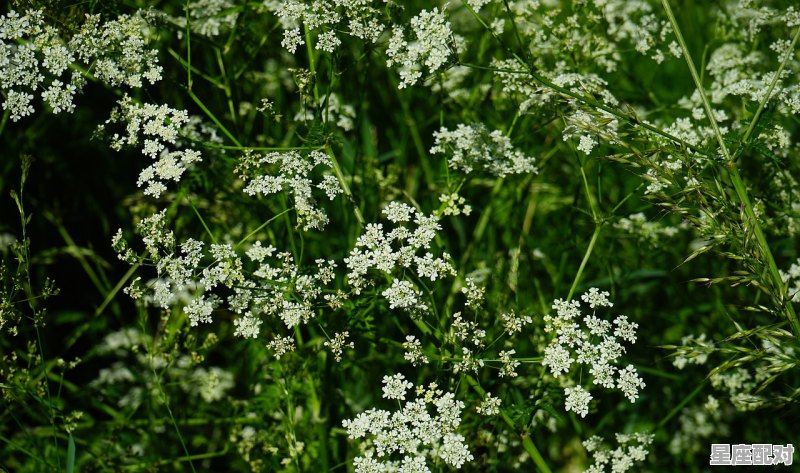 贵州丧葬习俗罗小草,贵州丧葬习俗罗小草 - 星座运势