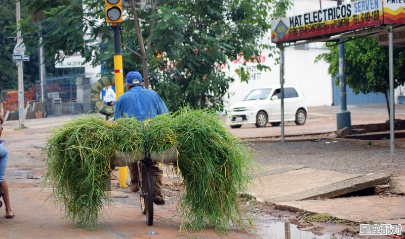 贵州斗牛之后为什么要把牛杀掉,贵州丧葬习俗杀牛 贵州斗牛之后为什么要把牛杀掉,贵州丧葬习俗杀牛 - 星座运势
