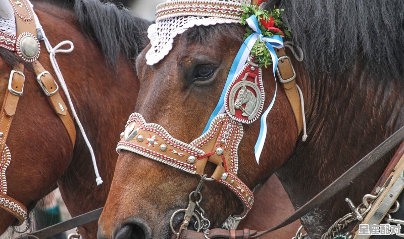 贵州砍马风俗_贵州省土葬政策 贵州砍马风俗_贵州省土葬政策 - 星座运势