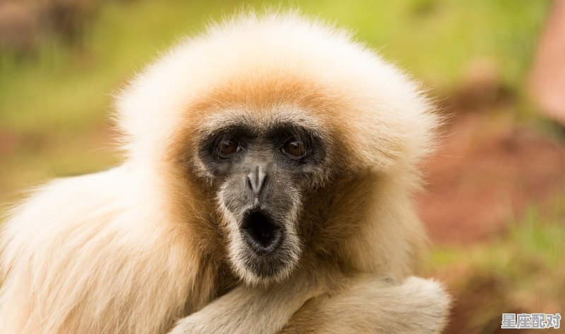 2021年12月10日什么属相当值_猴人今日运势今年 - 星座运势