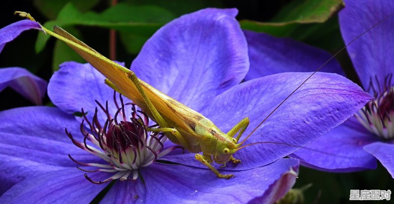 二婚水瓶座最佳婚配_水瓶座最近注定复合的星座 - 星座运势