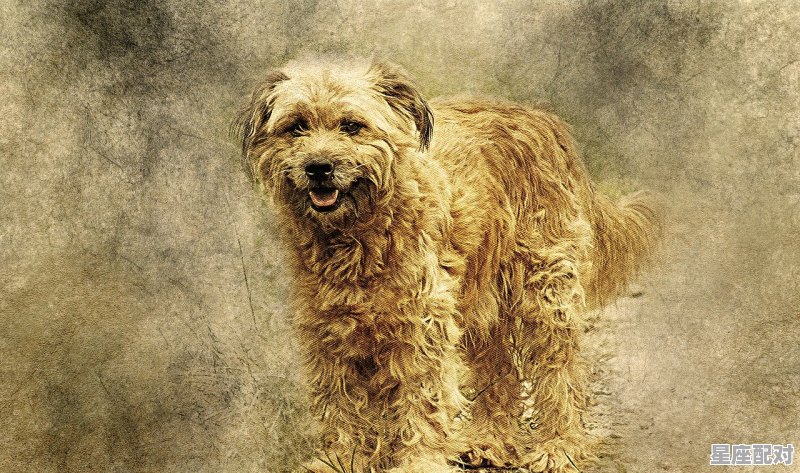 一山不容二虎是指什么动物_一山二虎(猜一或者两个数字) 一山不容二虎是指什么动物_一山二虎(猜一或者两个数字) - 星座运势