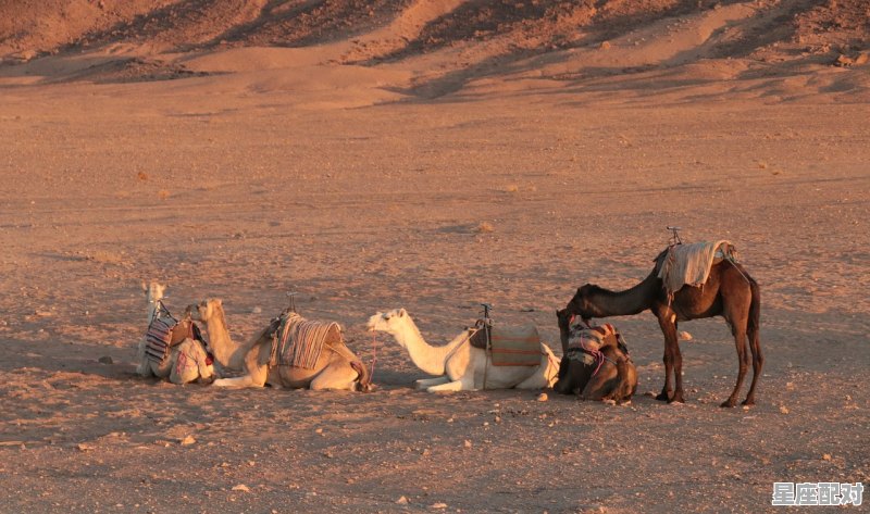 山清水秀代表什么动物_受益匪浅是什么动物 - 星座运势