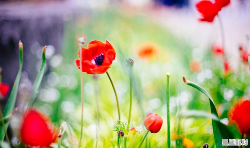 为什么说双子吃定白羊_为什么双子会爱惨了白羊 为什么说双子吃定白羊_为什么双子会爱惨了白羊 - 星座运势