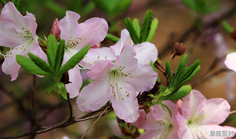 为什么巨蟹总是喜欢天秤,巨蟹座天秤座性格 为什么巨蟹总是喜欢天秤,巨蟹座天秤座性格 - 星座运势
