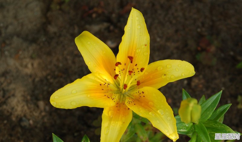 天平座的优缺点,天秤座座的性格缺点 天平座的优缺点,天秤座座的性格缺点 - 星座运势