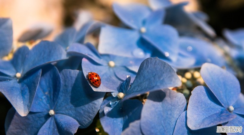 水瓶座最佳伴侣星座,天秤最合的星座配对是什么 - 星座运势