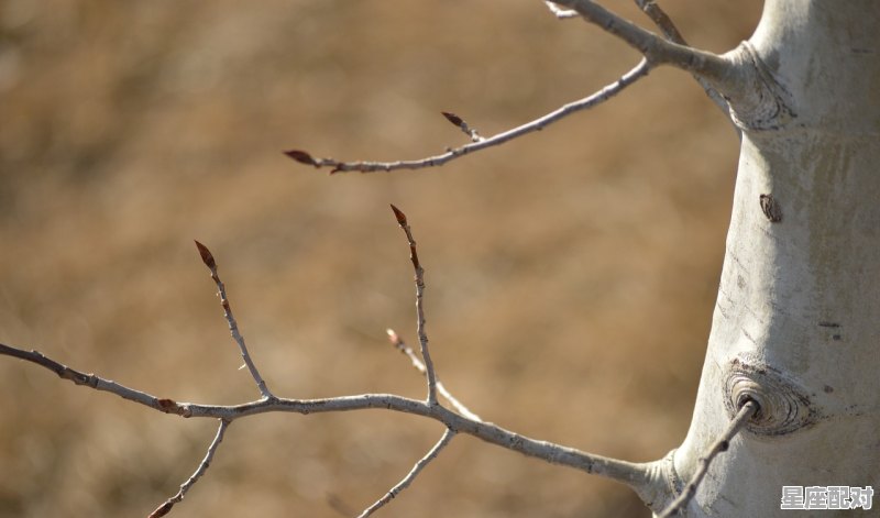 女人梦到自己被蛇咬,女人梦到自己被蛇咬 - 星座运势