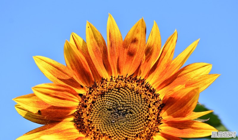 生肖今日属羊运势,生肖今日属羊运势 生肖今日属羊运势,生肖今日属羊运势 - 星座运势