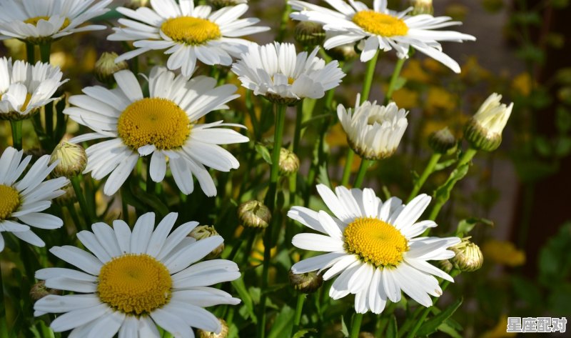 巨蟹座跟哪个星座最般配,十二星座配对中最佳配对者是什么 - 星座运势