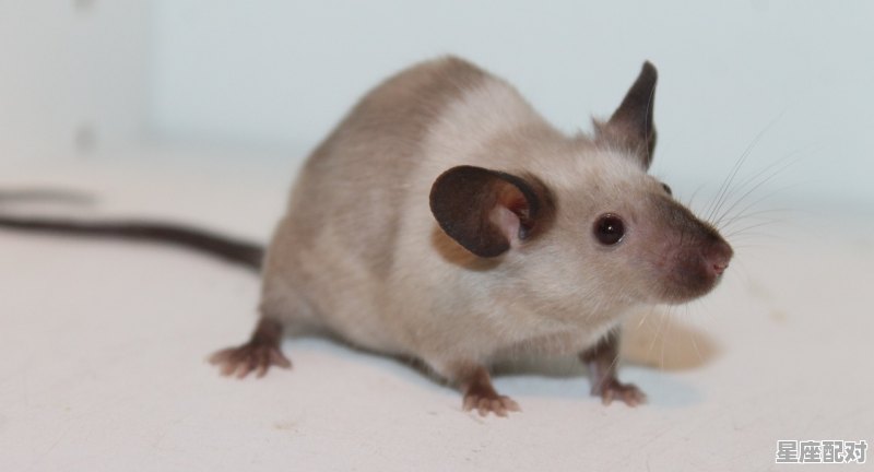 72年属鼠年吗,属鼠今日运势1972 72年属鼠年吗,属鼠今日运势1972 - 星座运势