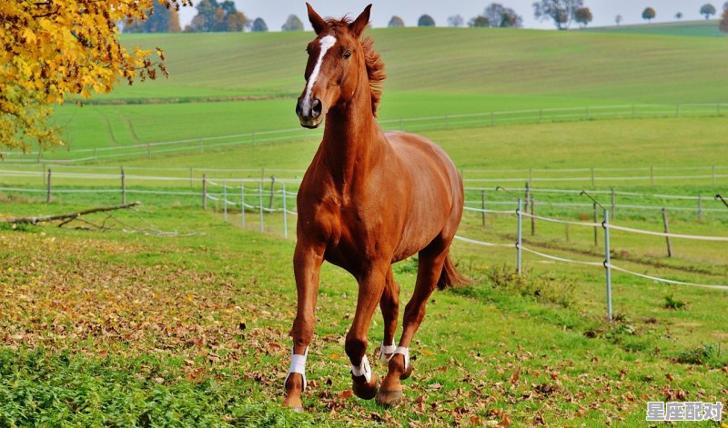 马虎迎吉年什么意思_生肖马今日的运势 马虎迎吉年什么意思_生肖马今日的运势 - 星座运势