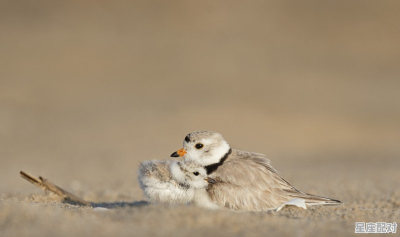 代表结果的动物,天上蟠桃三度摸是什么生肖 代表结果的动物,天上蟠桃三度摸是什么生肖 - 星座运势