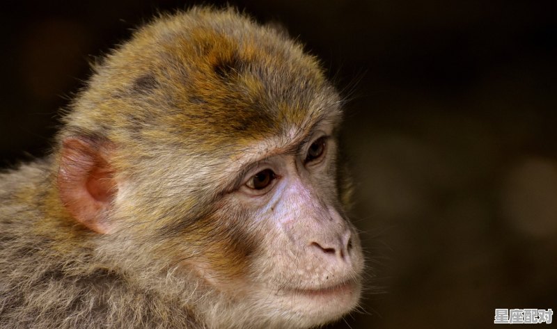 富翁是什么动物,一夜醒来成富翁是什么生肖 富翁是什么动物,一夜醒来成富翁是什么生肖 - 星座运势