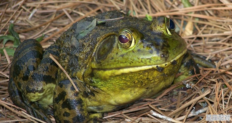 蛙到家里是什么征兆,梦到家里有青蛙 蛙到家里是什么征兆,梦到家里有青蛙 - 星座运势