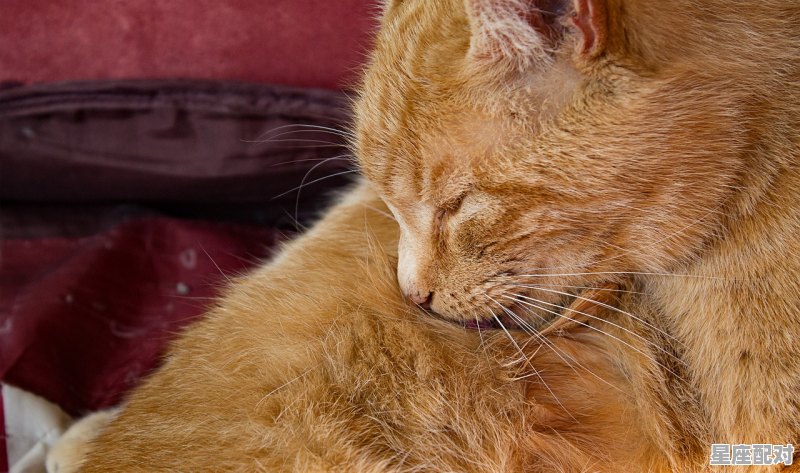 凡夫俗子有三寸之舌指什么动物，掉三寸舌是什么生肖 - 星座运势