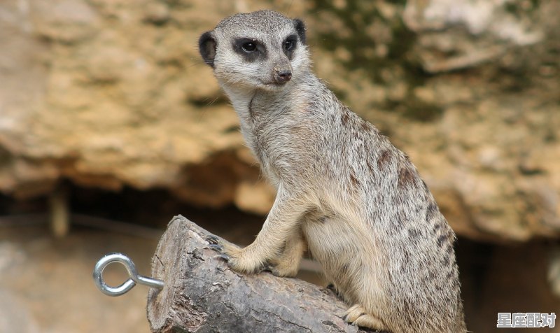 二七江水打一动物与数字_二七两边开是什么生肖 - 星座运势