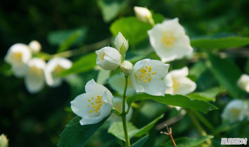 12星座最适合跟谁结婚,十二星座配对哪些事物 12星座最适合跟谁结婚,十二星座配对哪些事物 - 星座运势
