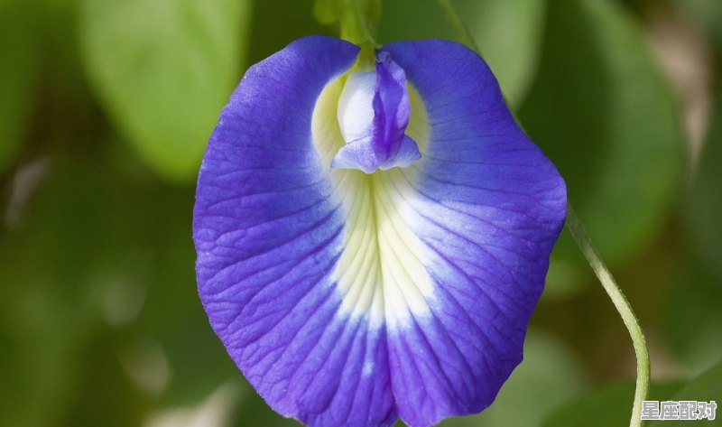 蚯蚓的寓意和禁忌,梦到蚯蚓是什么意思 蚯蚓的寓意和禁忌,梦到蚯蚓是什么意思 - 星座运势