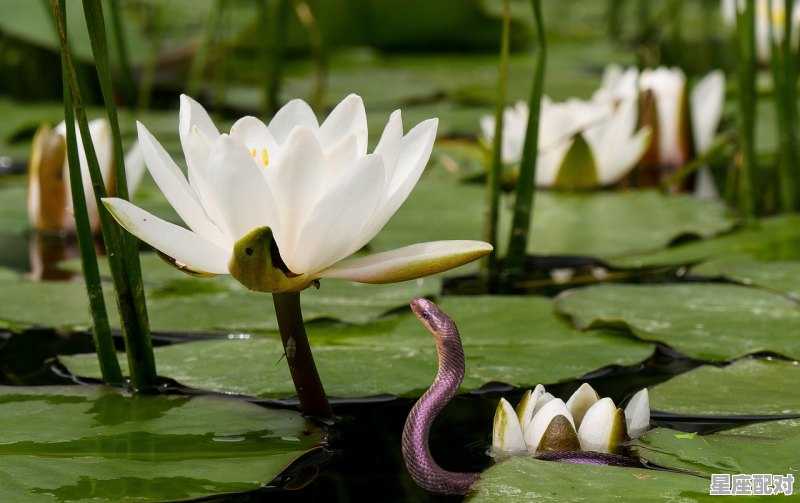 婷婷荷花鱼戏水:说的是什么动物,鱼象征什么生肖 婷婷荷花鱼戏水:说的是什么动物,鱼象征什么生肖 - 星座运势