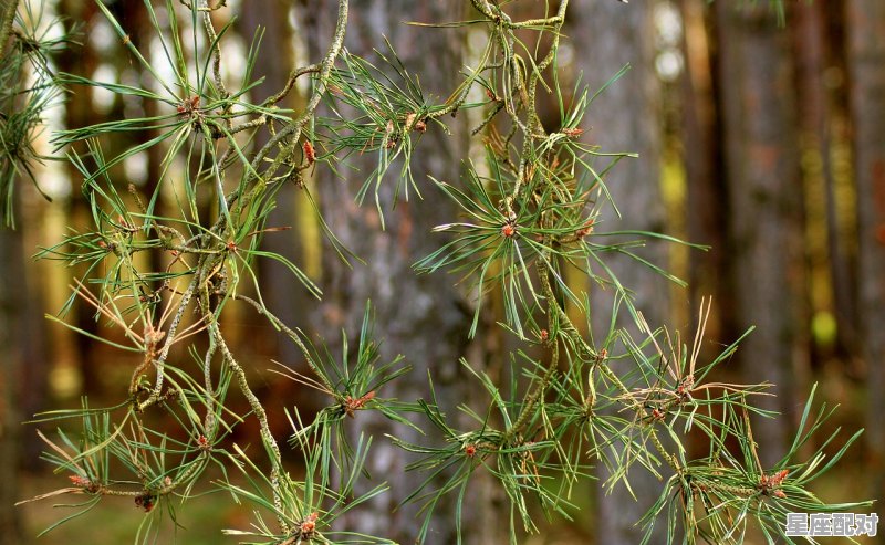 兰州植物园单位性质,苗圃老公什么星座 - 星座运势