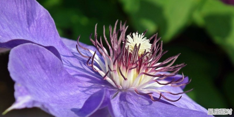 4月出生的都是什么星座，都是什么星座 - 星座运势