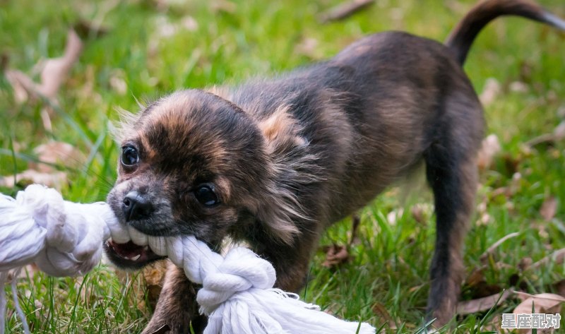 狗子是什么动物，畜禽是什么生肖 - 星座运势