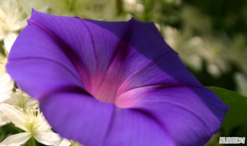 双鱼座性格是什么,双鱼座性格的性格特点 双鱼座性格是什么,双鱼座性格的性格特点 - 星座运势