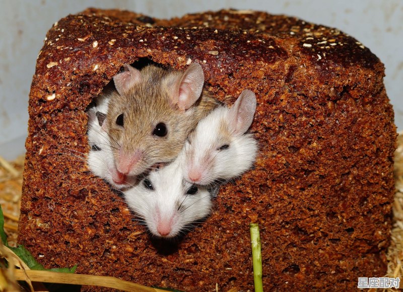 84年闰十月出生属什么鼠，10.10今日属鼠运势 - 星座运势