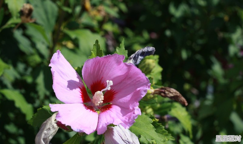 十二星座的代表花分别是什么，摩羯座今日运势如何转运 - 星座运势