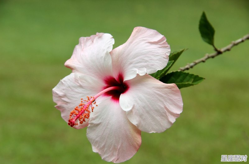 十二星座月季是什么颜色，花瓣是什么星座 - 星座运势